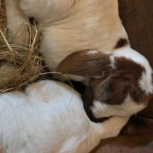 Meet your Posher, Irene